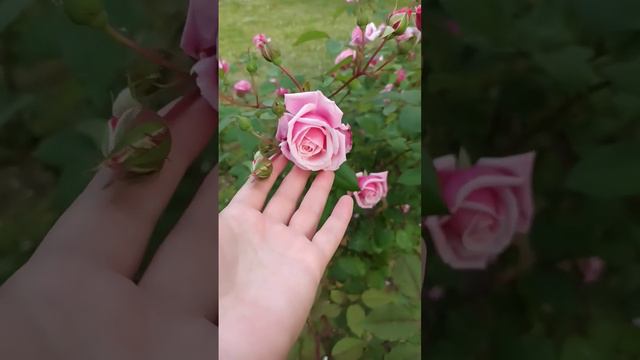 Rose Blossomtime O'Neal 1951 роза в ✅ Ботаническом саду Ломоносова интересная немного редка в объём