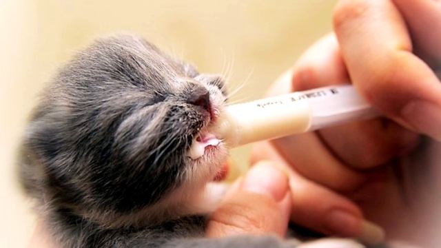 Девушка спасла от гибели слепого котенка, а тот оказался представителем редкой породы... смотреть онлайн