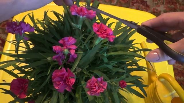 Уход и размножение гвоздики садовой, история. смотреть онлайн