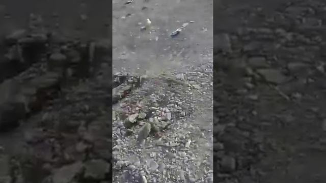 Из выброшенных на свалку яиц вылупились цыплята (Марнеули ,Грузия)