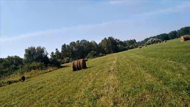 ГРУЗДИ ГРУЗДОЧКИ ВЕСЁЛЫЕ ГРИБОЧКИ смотреть онлайн