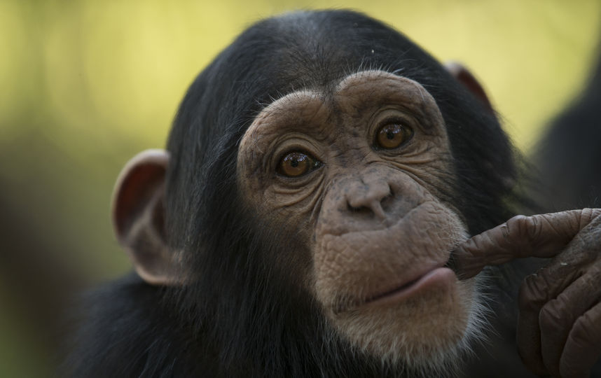 Звуки животных / Звуки Обезьян Шимпанзе / Млекопитающие животные
