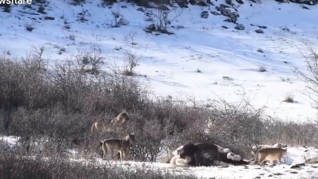Лошадь встретила шесть диких волков и сделала то, что заставило вскрикнуть фотографа смотреть онлайн