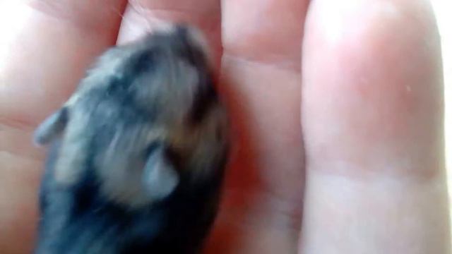 Копия видео "Хомячок (2 недели как родился)" смотреть онлайн