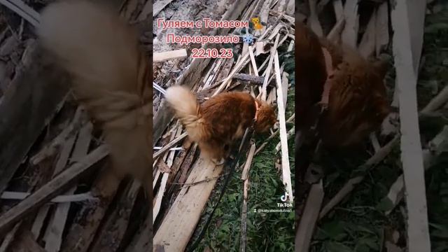 #Томас #мейн_кун #котикмойлюбимый #смешныеживотные #гуляем #череповец #россия #рекомендации #топ смотреть онлайн