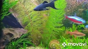 Эдогониум уходит