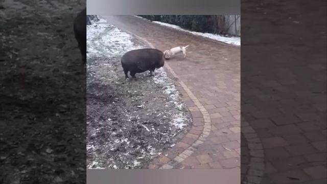 Милые животные