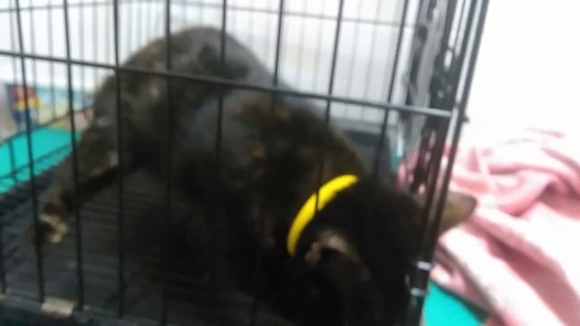 Случай бешенства у кошки смотреть онлайн