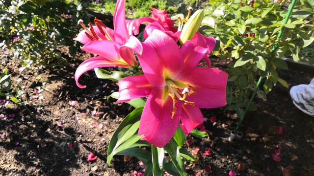 Лилии цветут. Сезон 2024. смотреть онлайн