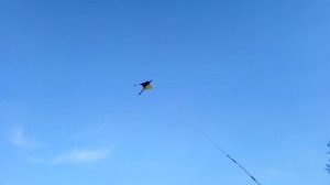 как я защищаю пасеку от щурки