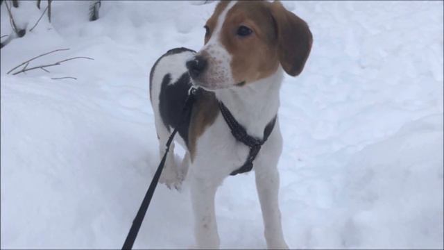 Ирэшке пора домой! It's time for Ireshka to go home! смотреть онлайн