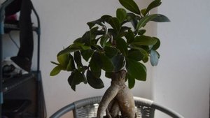 ТОП 5 самых быстро растущих БОНСАЙ. Простые по уходу бонсай.