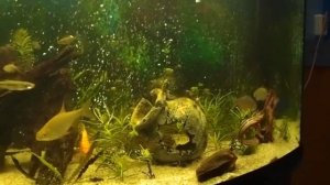 вьюн в аквариуме
