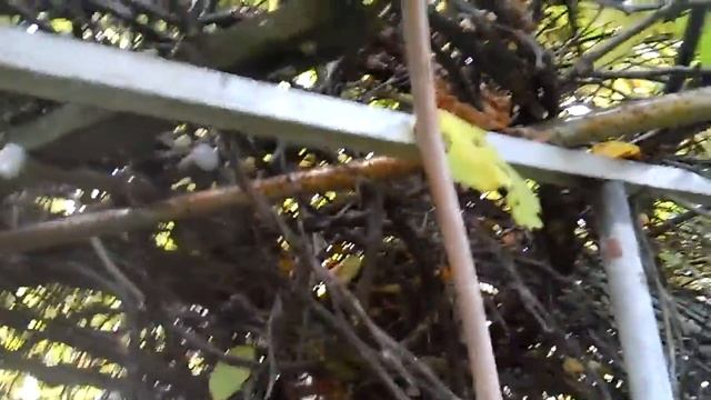 Гигантская ежевика смотреть онлайн