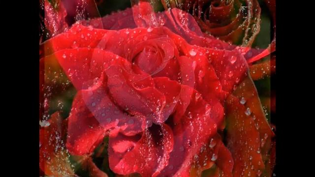 Слайд-Шоу С Розами и Только Розами смотреть онлайн