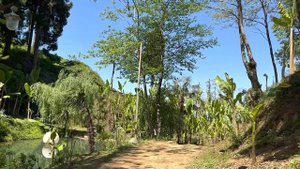 Цихисдзири. Райский уголок в Аджарии. Банановая роща. Куда поехать за 3 $. Самостоятельно по Грузии