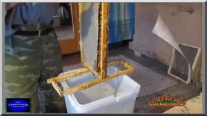 Перга пчелиная в сотах: консервация медом. Работа на пасеке. Пчеловодство для начинающих