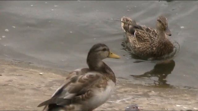 Детям о диких утках смотреть онлайн