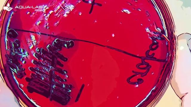 Как сделать антисептик самому (научное тестирование) H2LIFE ANTIBAC смотреть онлайн