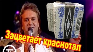 Зацветает краснотал демо-разбор