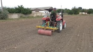 Посев горчицы после картофеля -2020!