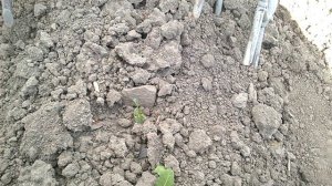 Почему ежики лучше плоскорезов при прополке картофеля?