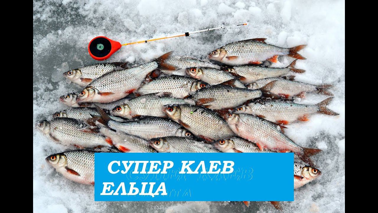 Первый лед.Ловля плотвы ,как из пулемета. смотреть онлайн