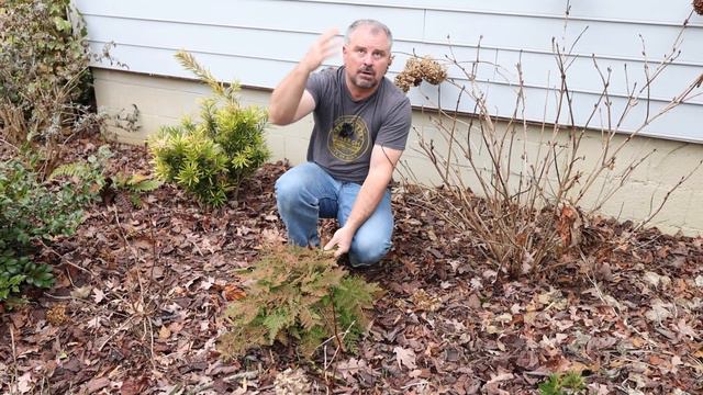 Arborvitae fern - Selaginella braunii смотреть онлайн