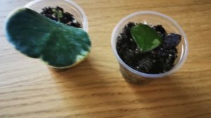 Видео 67. Новые росты у замиокулькаса вариегатного и хойи