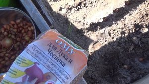 Как посадить лук на головку