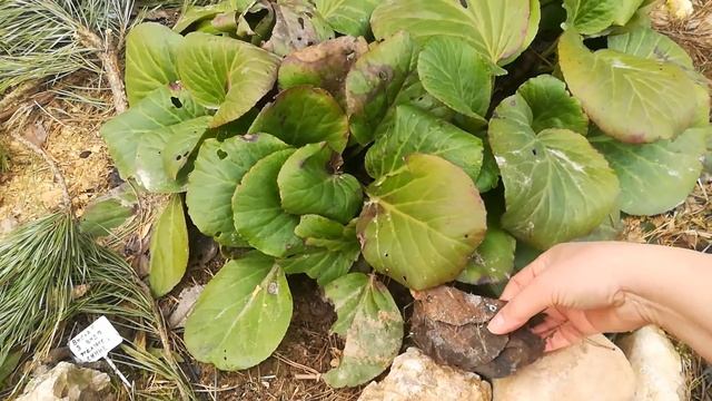 Бадан, собираю листья бадана на чай смотреть онлайн