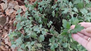 Хризантема-мультифлора в декабре. Как она сохранилась