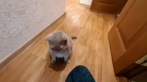 #27 "дрессировка" британских кошек (#британские #кошки #happy #cats #сара #соня #sara #sonya)
