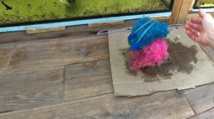 Как поживает малёк филомены дисковой, малек крапчатого сомика, что с икрой сомика панда