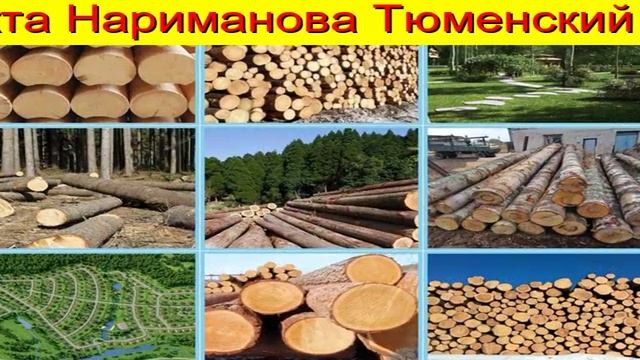 Береза на корню пиловочник Тюмень