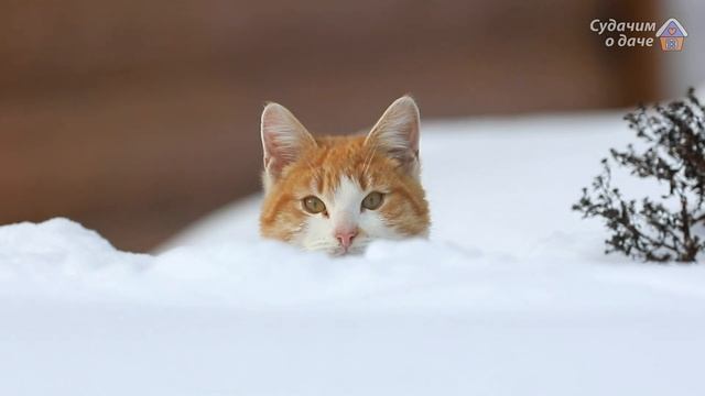 Кошки брошенные на даче