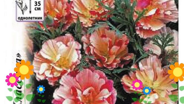 Эшшольция калифорнийская (калифорнийский мак). Краткий обзор, описание характеристик