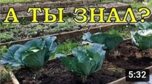 Что делать в СЕНТЯБРЕ в саду и огороде????
