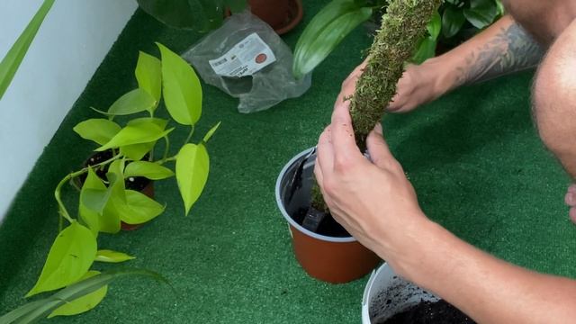 Опора для комнатных растений из мха