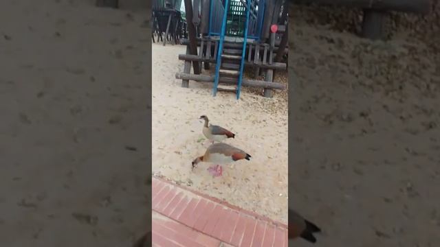 Редкие нильские гуси!!!!!!! смотреть онлайн