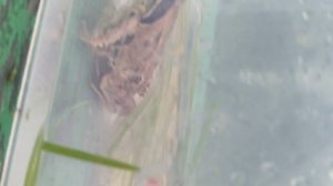 у лягушки есть друзья