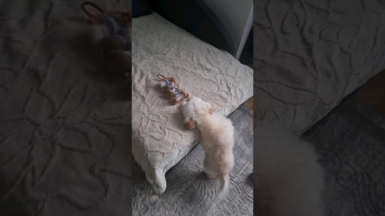 #мальтипу #maltipoo #cute #babydog #puppy #pets #toypoodle #dog