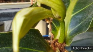 Мединилла(Medinilla)уход?По просьбам подписчиков