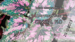 Цветочная база CENTRAL FLO