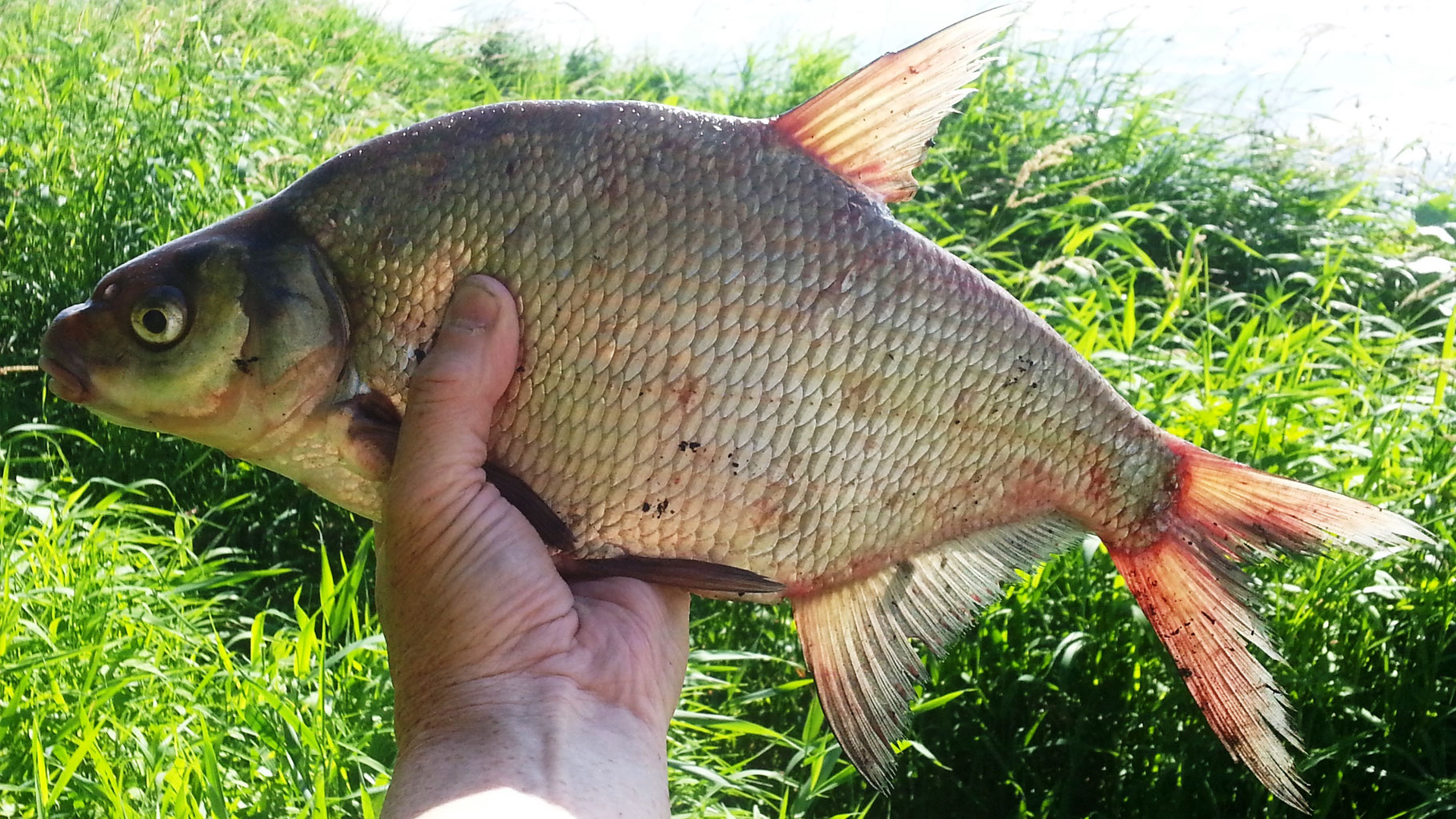 РЫБАЛКА НА ФИДЕР.mp4 смотреть онлайн