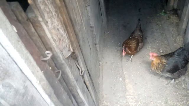 Много животных! смотреть онлайн