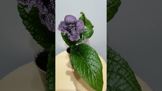 Стрептокарпус UA-Седой граф. Обзор. смотреть онлайн