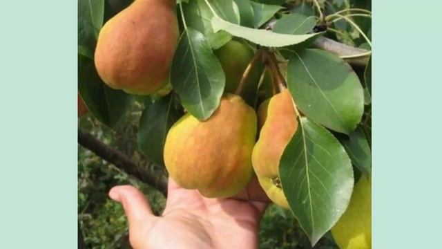 Самые лучшие сорта груш с изысканным вкусом