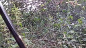 Ловля соловья