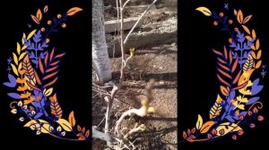 Как я омолодила очень старую вишню